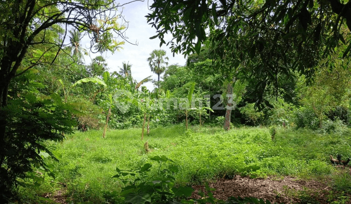 Anah Asri SHM in Sangalangit Buleleng Bali - Cool Air & Natural Water Source