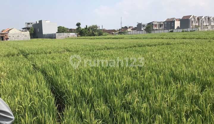 Tanah Sawah Produktif,lokasi Belakang Itn 2, Dijual Cepat di Tasik Madu Kota Malang