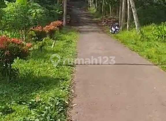 Tanah Siap Olah Lokasi Ds Losari Kab Grabag Dekat Kopeng