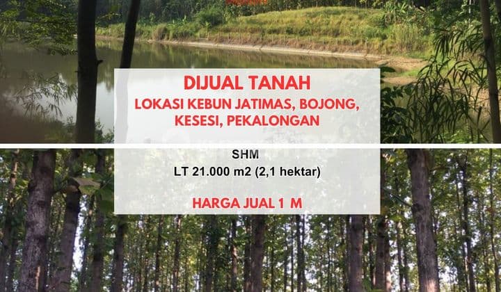Tanah Lokasi Kebun Jatimas, Kesesi, Pekalongan