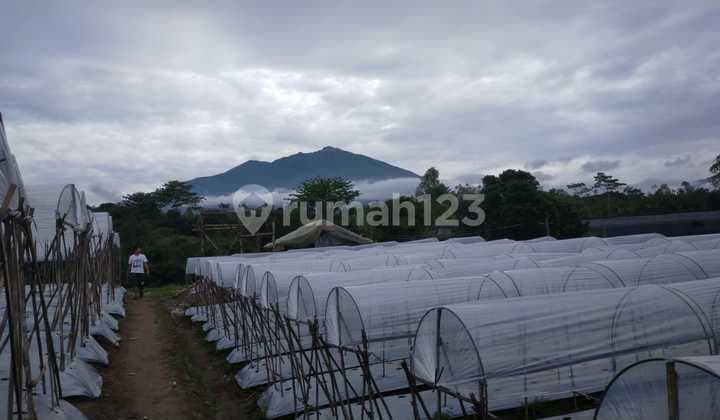 Tanah Siap Olah SHM Pekarangan Lokasi Ds Kaponan Kopeng