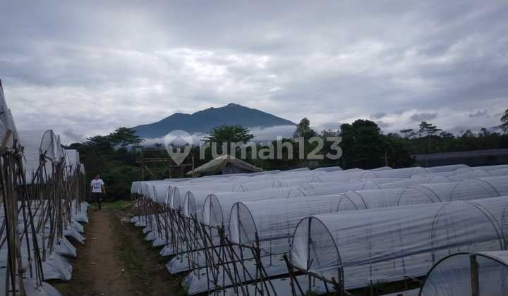 Tanah Siap Olah SHM Pekarangan Lokasi Ds Kaponan Kopeng