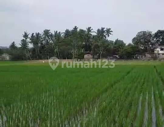 Productive Rice Field Land