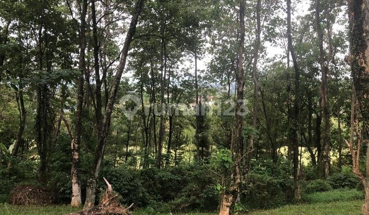 Tanah Kavling Siap Bangun View Golf Di Sentul City
