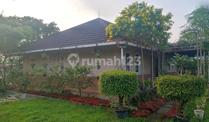 Villa Dan Kebun Beserta Isinya Luas Nyaman Asri Siap Pakai Panen Di Jonggol Bogor.