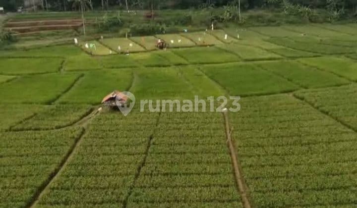 Dijual Tanah Sawah Lokasi di Subang Jawa Barat