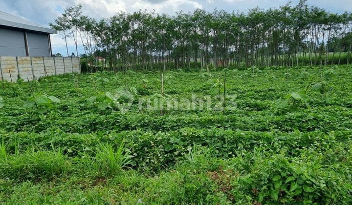 Industrial Land with SHM Certificate in Pakisjajar, Malang