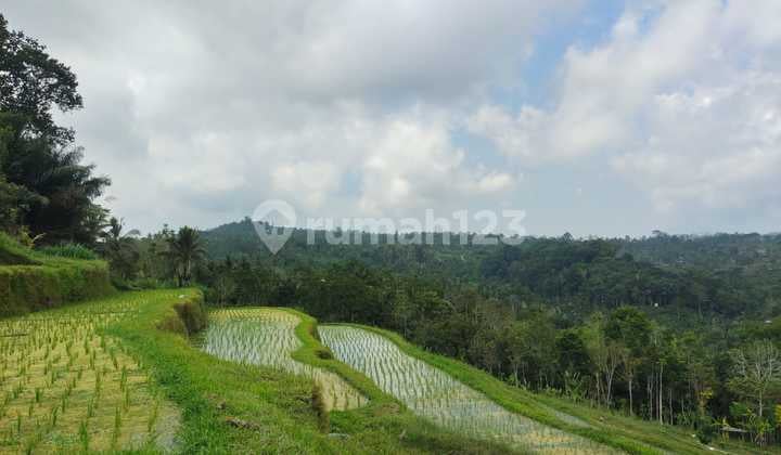 Dijual Lahan Lokasi Payangan Utara Ubud View Lembah Dan Sawah