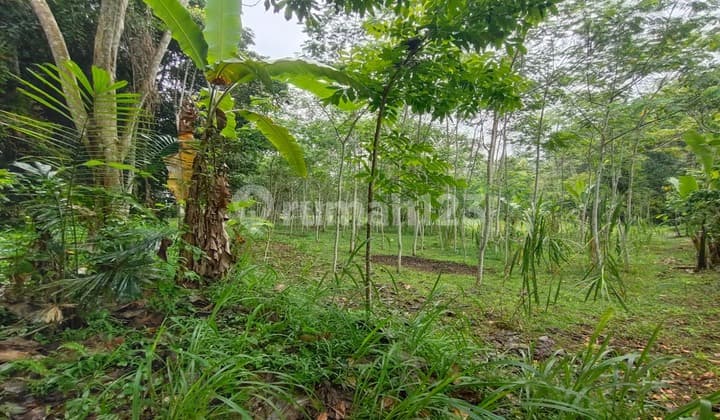 Dijual lahan murah di Taro Gianyar view hutan