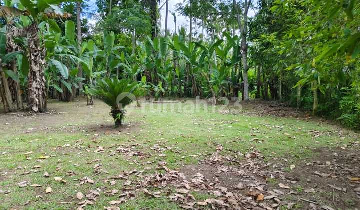 Di Jual Tanah Murah Lingkungan Desa yang Indah dan Asri di Ubud