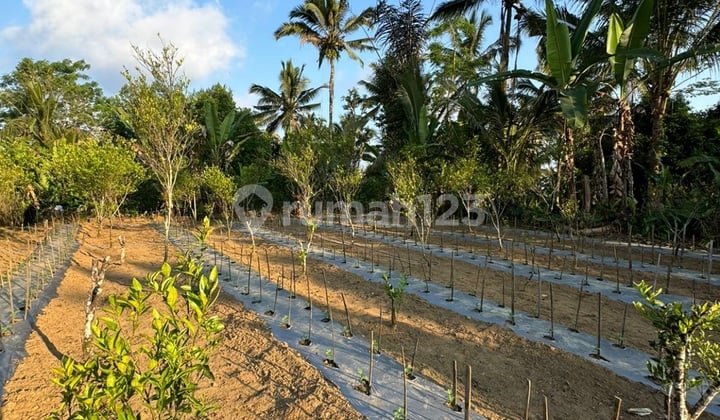 Dijual Global Lahan Di Tegallalang Akses Jalan Utama