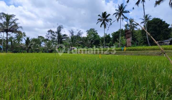 Di Jual Tanah Murah Lingkungan Desa Yang Indah Dan Asri Di Ubud