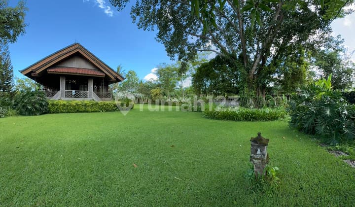 Dijual Tanah + Rumah Kayu Antik Premium Kenderan Ubud View Cantik