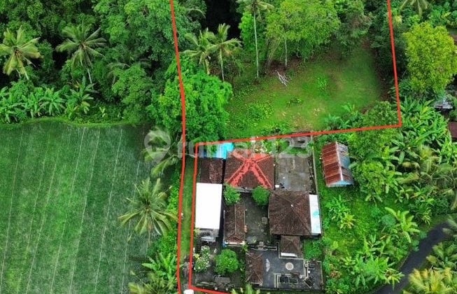 Dijual Lahan Los Sungai Lokasi Ubud View Sawah Sungai Dan Jungle