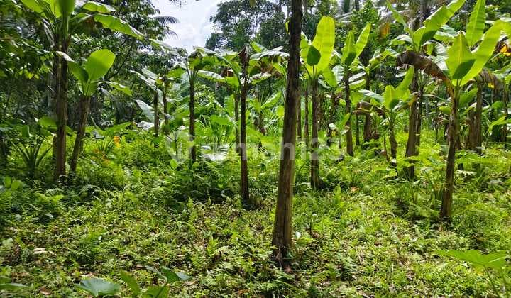 Di Jual Tanah Di Tampaksiring Dengan View Lembah Dan Hutan Shm
