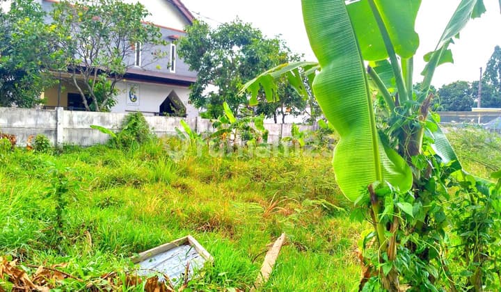 Murah Di Teluk Etna Blimbing Arjosari