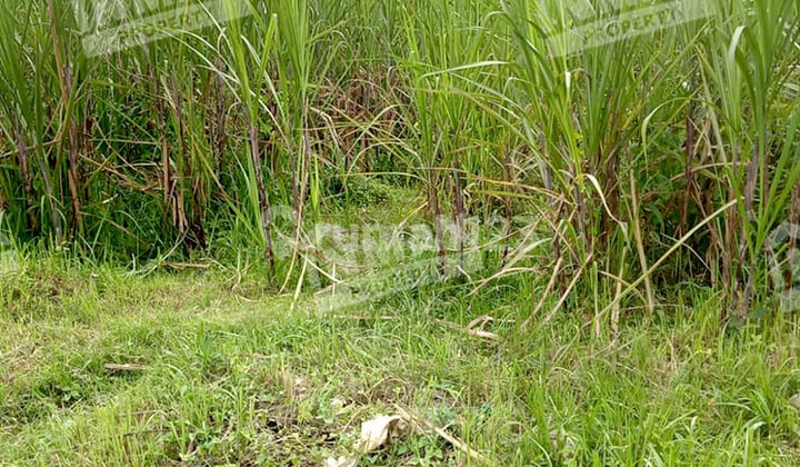 Tanah Sawah Wagir Malang Luas 21.205 M2 ( 2 Ha), Akses Truk