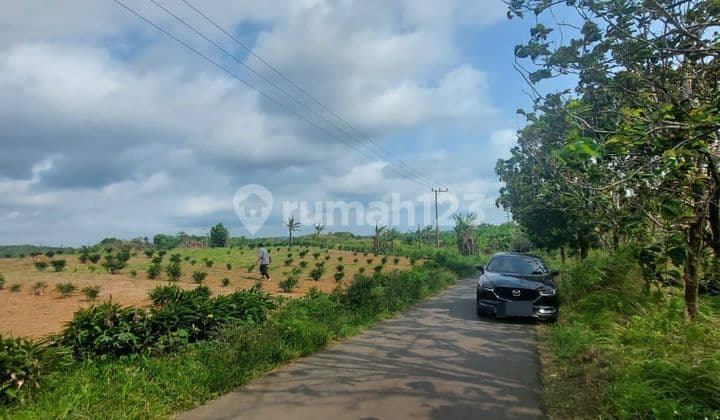 Tanah Pinggir Jalan Aspal 5,3Ha Murah Tanah