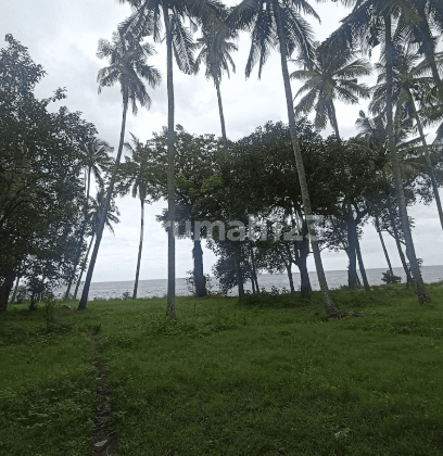 Land 168 Are in Buleleng Beachfront Pink Zone