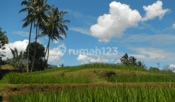 For Sale: Hidden Paradise In Tabanan, Bali 1.92 Hectares | 2 Certificates | Freehold