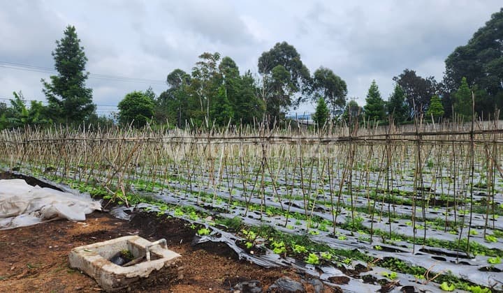Cheap land in Kolonel Masturi