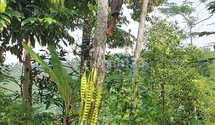 Tanah Kebun 695 Mdpl Di Padalarang