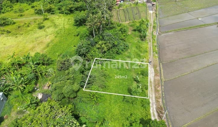Land For Sale 2,45 Are In Kedungu,Badung Bali Jh-3864