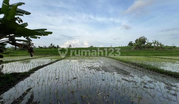Dijual Tanah View Ricefield 6,5 Are Tumbak Bayuh SH-2932