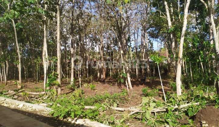 Kebun Jati Luas Area Karangduwet Jl. Banyusoca Paliyan Gunung Kidul