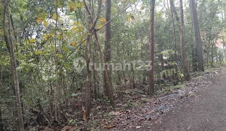 Tanah Bukit SHM Area Girimulyo Kulon Progo