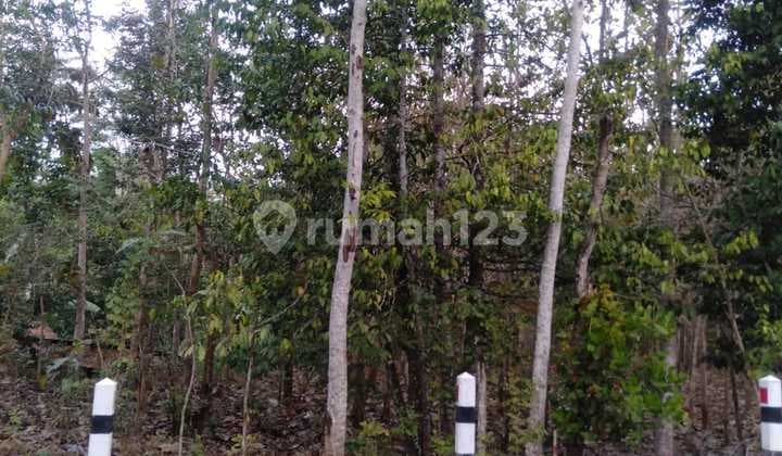 Vacant Land Ready to Build in Tourism Area Jl. Dlingo Patuk Bantul