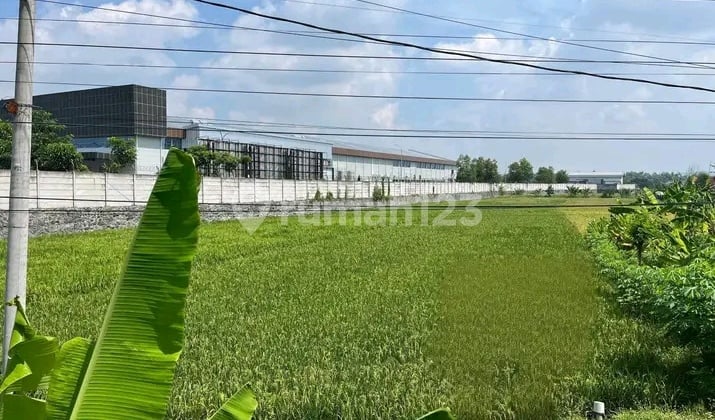 Turun 7 Miliar Tanah Industri Jl Raya Gedek Ploso Jombang Harga Dibawah Pasaran