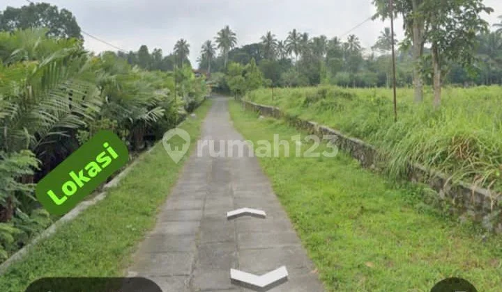 Tanah Super Murah Bonus Pohon Salak di Girikerto Turi