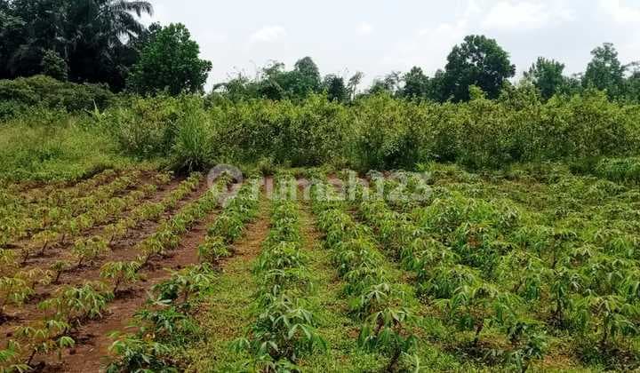Wide Land Leuwiliang Jasinga Bogor