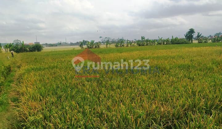 Tanah Persawahan Luas 1.381 m² Di Asrikaton Pakis Sudah SHM