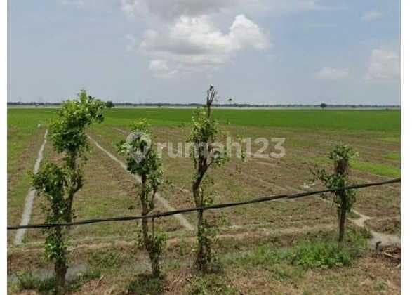 Tanah Luas 150 Ha Strategis Akses Tol Cbl di Desa Sukatenang Bekasi