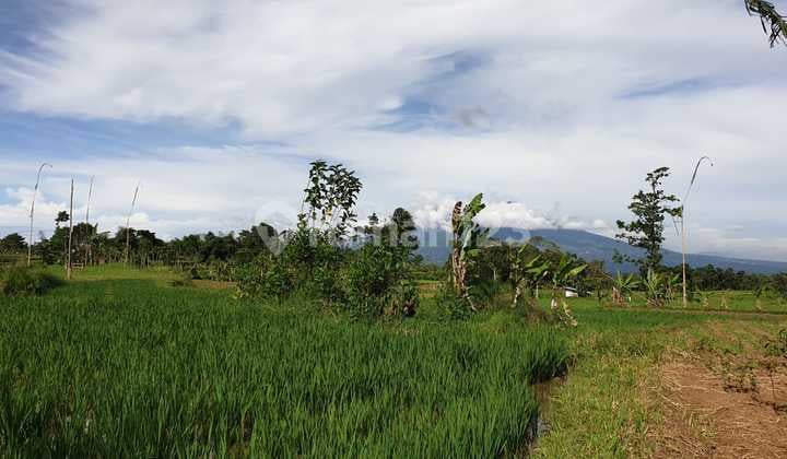 Dijual Tanah Luas Dibawah Kaki Gunung - Ciawi