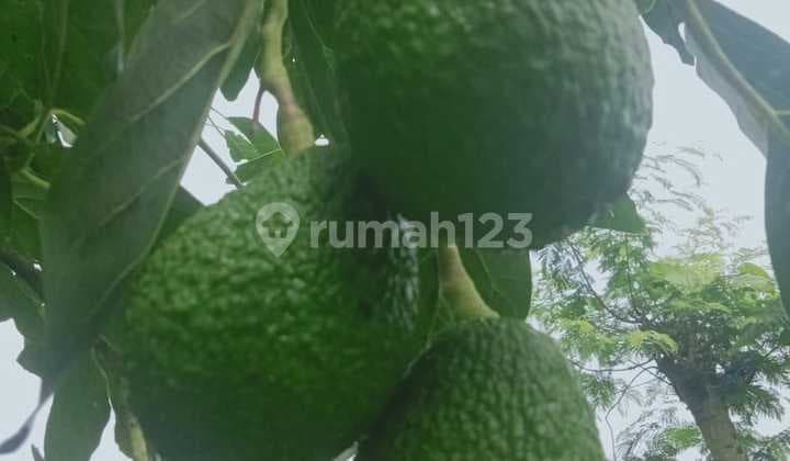 Tanah Kebun Alpukat Dijual Murmer Ada Tower Akses Telekomunikasi