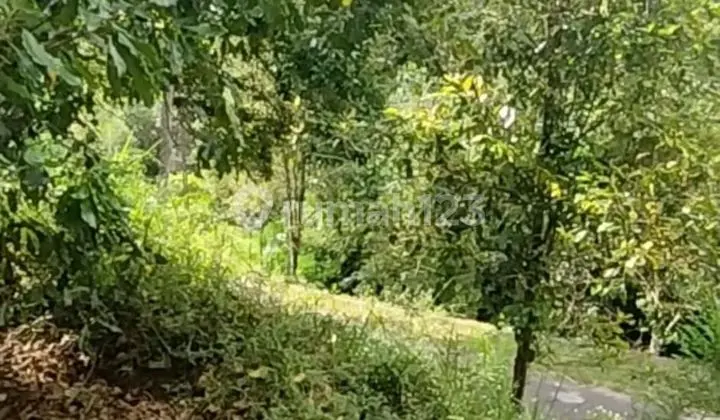 Land in Bebetin Sawan Village, Sekumpul, Singaraja