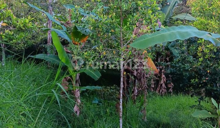 Tanah Kebun Cengkeh Durian Dekat Tempat Wisata