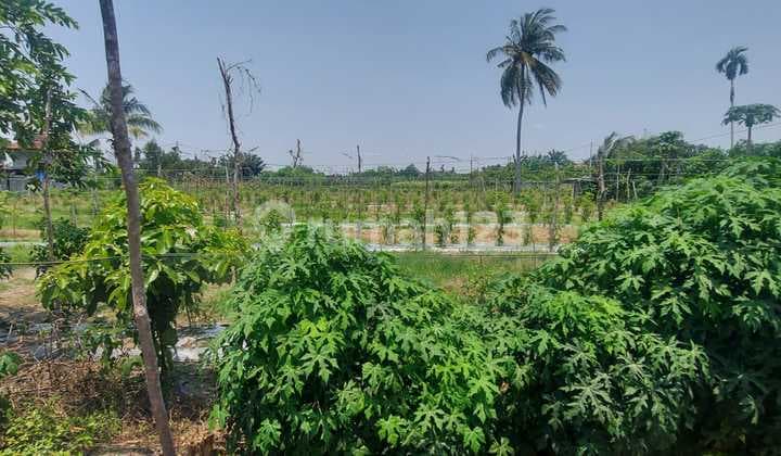 Dijual Tanah Keras Cocok Bangun Rumah Cluster Dekat Kampus Uir