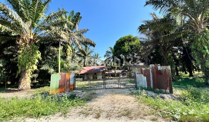 Jual Kebun Sawit Pinggir Jalan Di Lubuk Sakat