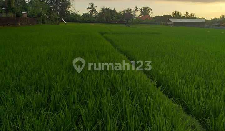 Tanah Disewa Di Bali Rp 10 Jt/are/tahun , Minimal Sewa 20 Tahun
