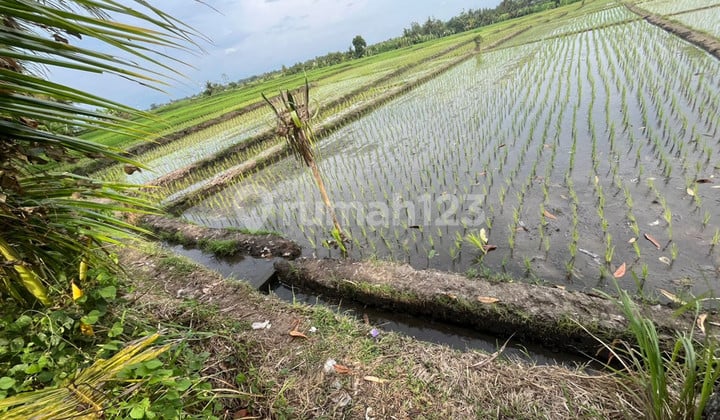 For Sale Leasehold Land With Rice Field View Close To Canggu, Bali