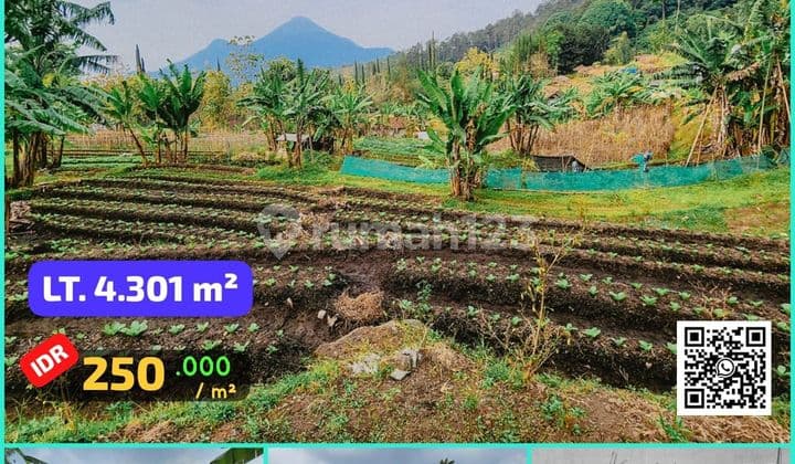 TANAH PACET, TRAWAS MOJOKERTO