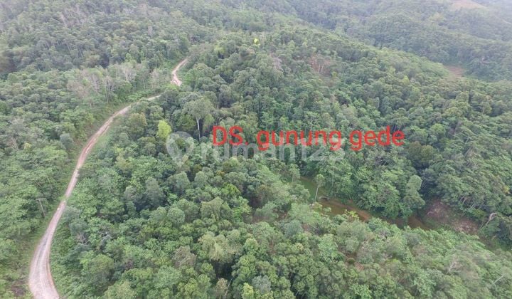Tanah Luas 4000 Hektar Utk Perkebunan Panggarangan Lebak Banten