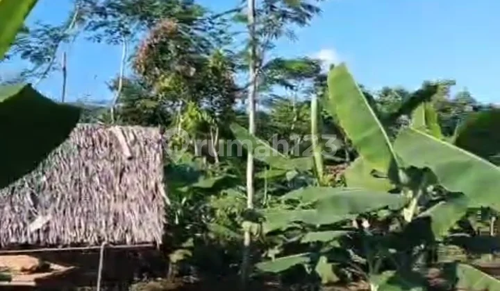 Tanah Kebun Luas Daerah Gunung Kencana Lebak Banten