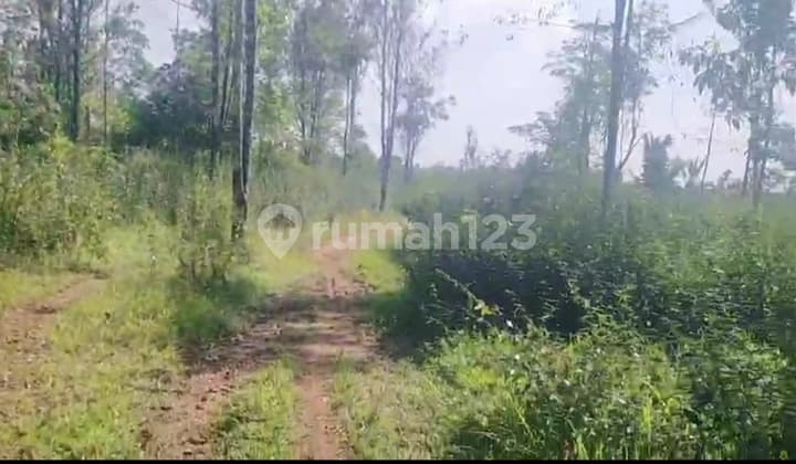Tanah Kebun Cengkeh Murah Daerah Cirinten Lebak Banten