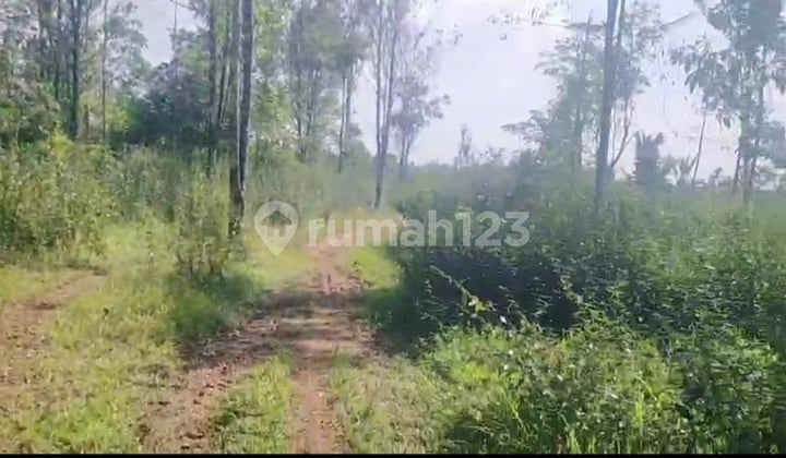 Tanah Kebun Cengkeh Murah Daerah Cirinten Lebak Banten