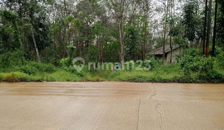 Productive Rubber Plantation Land Beside Gunung Kencana Main Road, Lebak, Banten